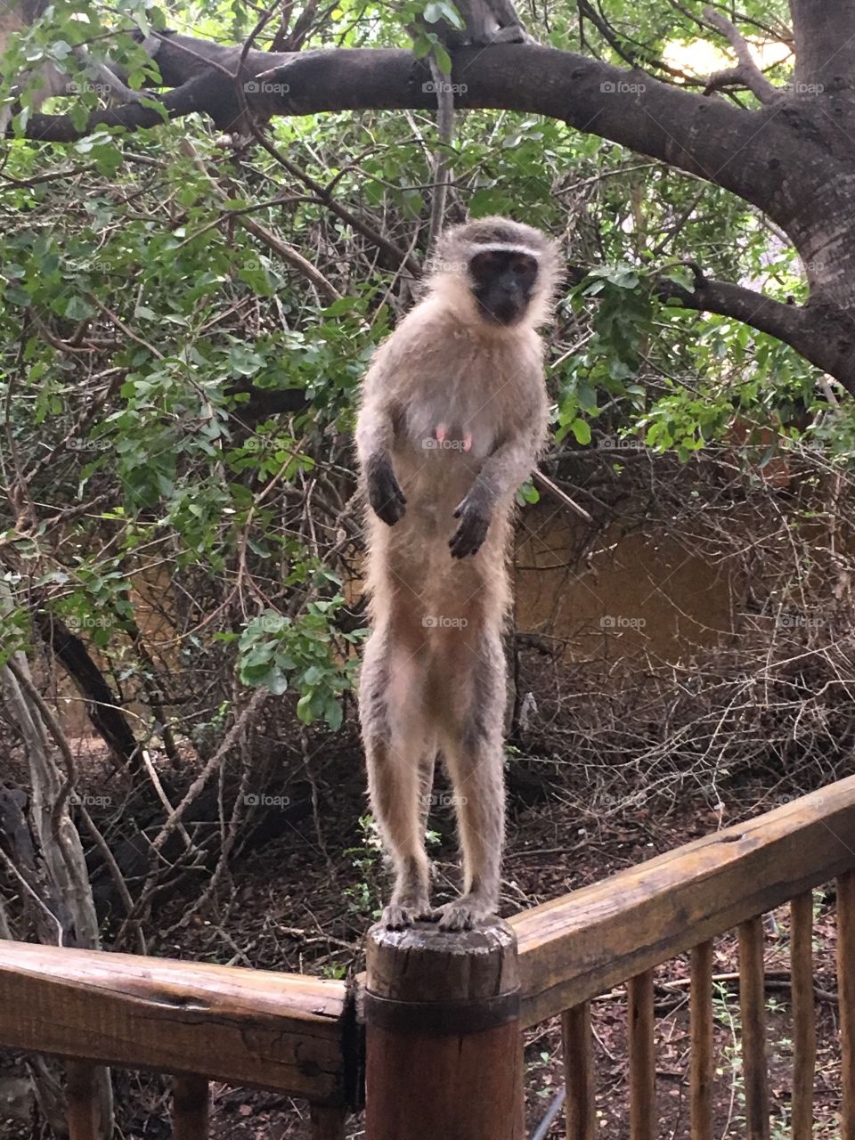 Macaco em pé