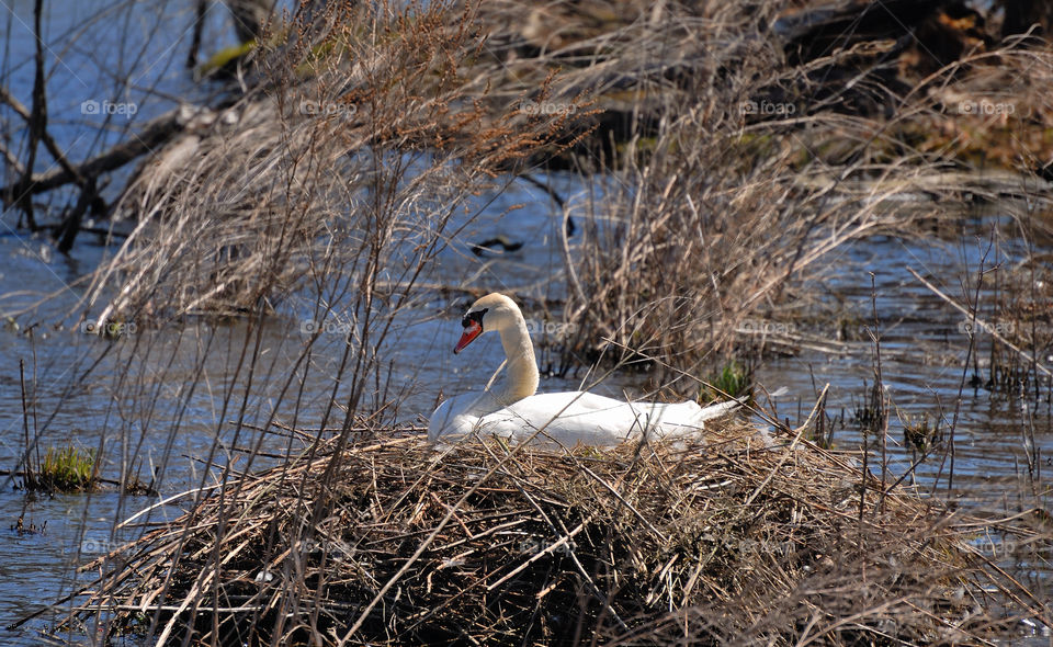 white swan bird nest by delvec