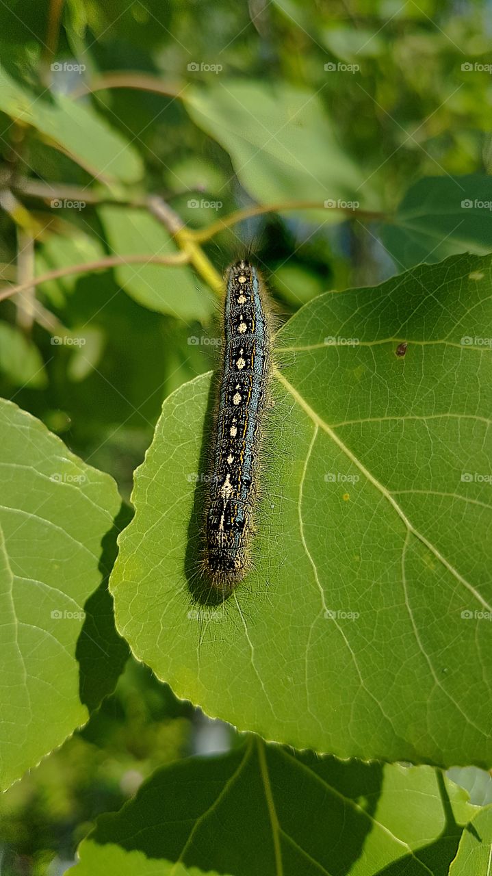 tent caterpillar