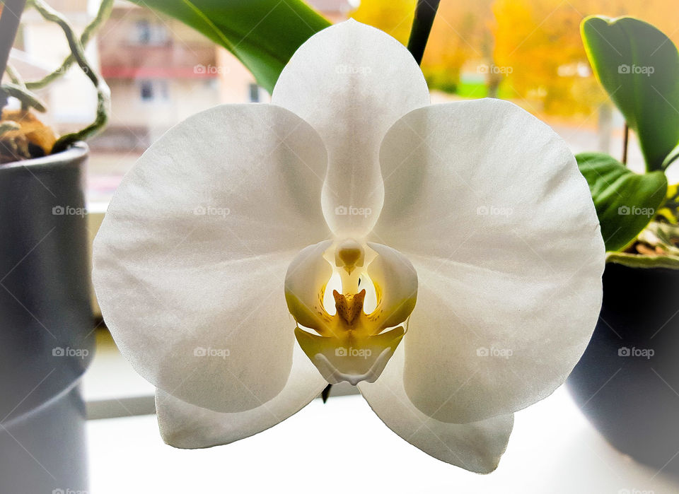 White orchid blooming at outdoors