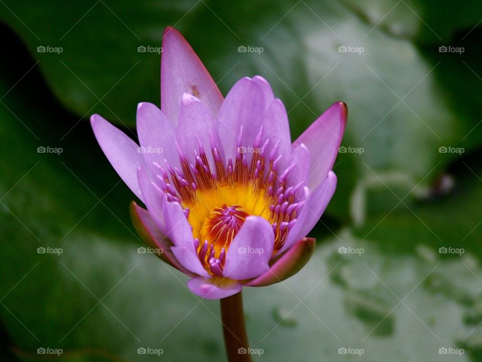 Purple flower water lily
