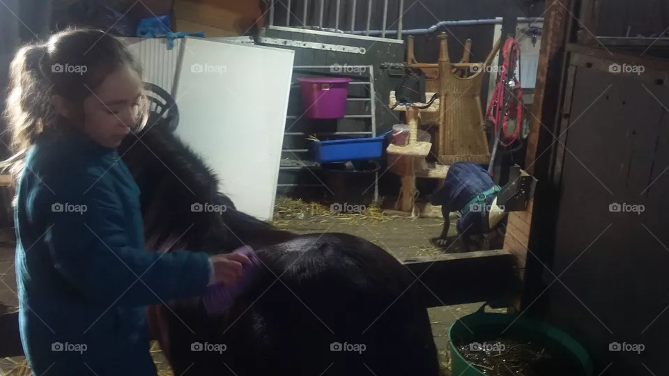 Shetland brushing in her stable