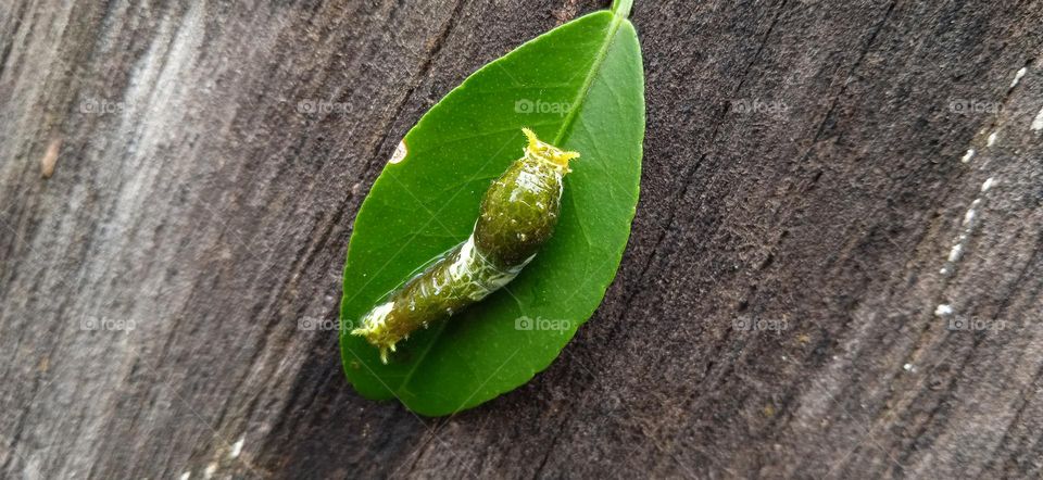 leaf caterpillar