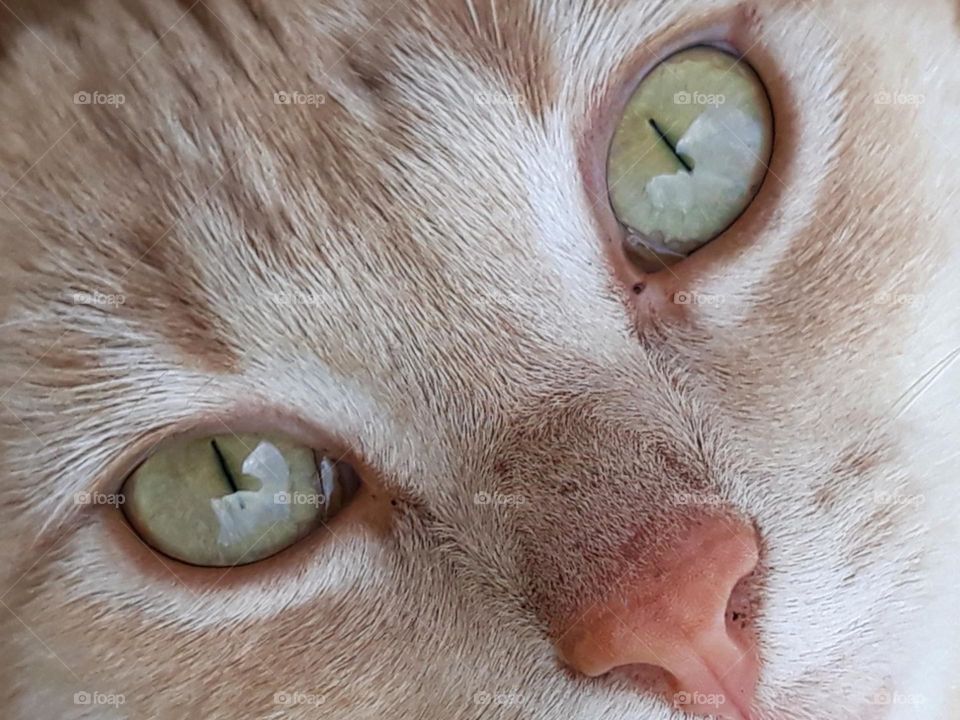 Cats Eyes