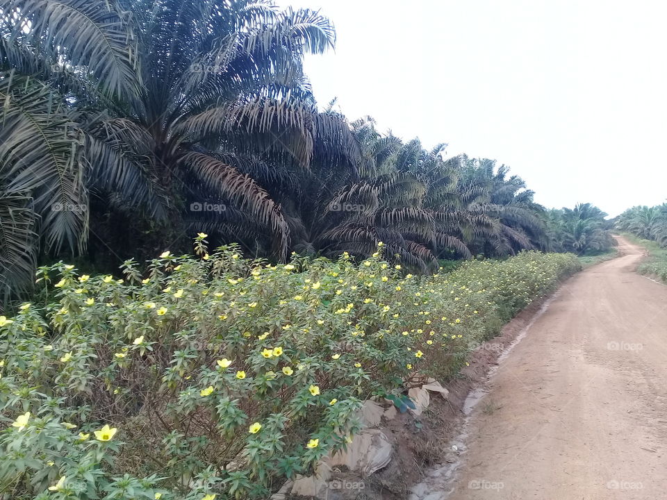 useful herbs turnera subulata
