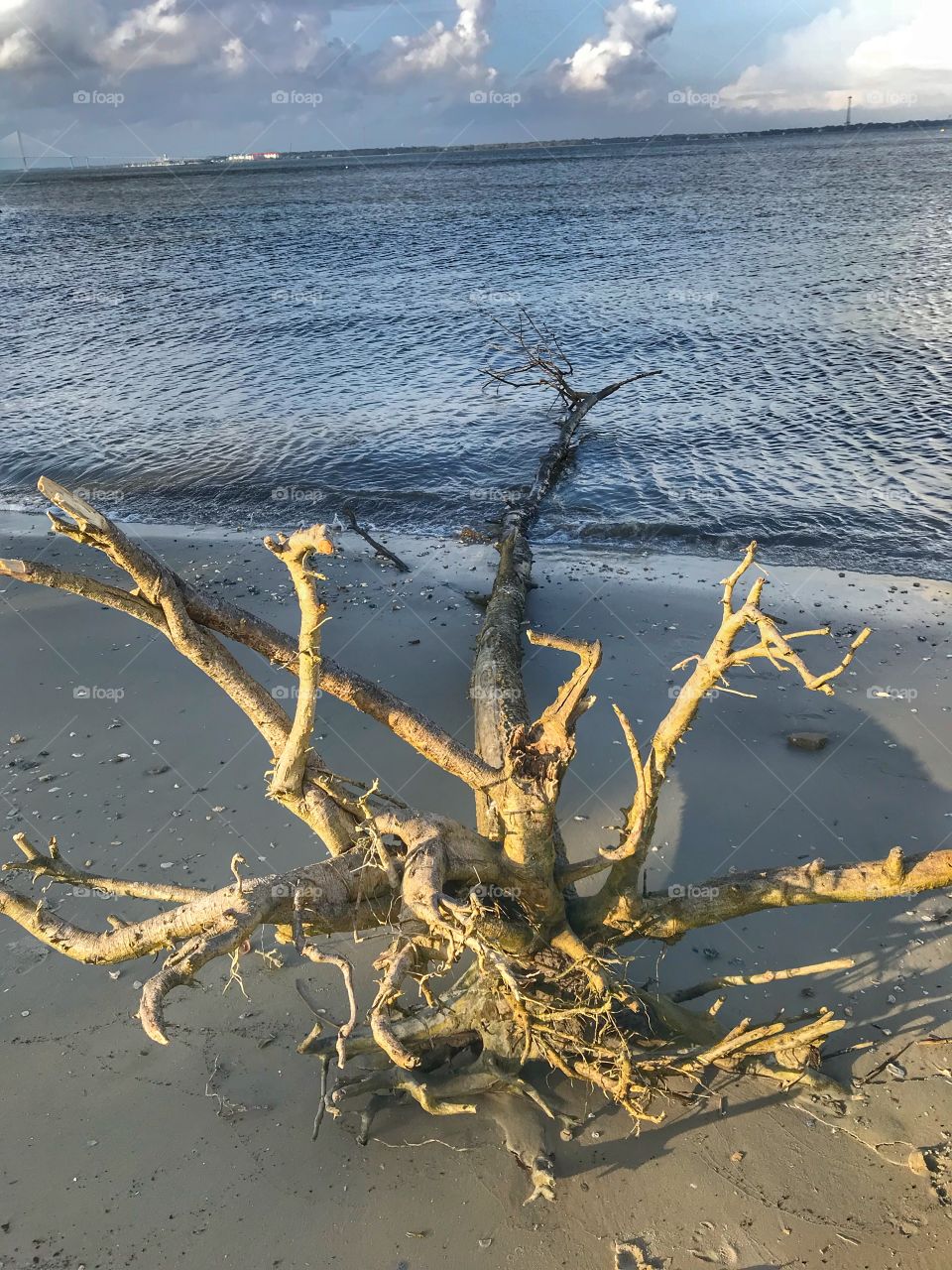 Uprooted dead tree washed up on the beach 