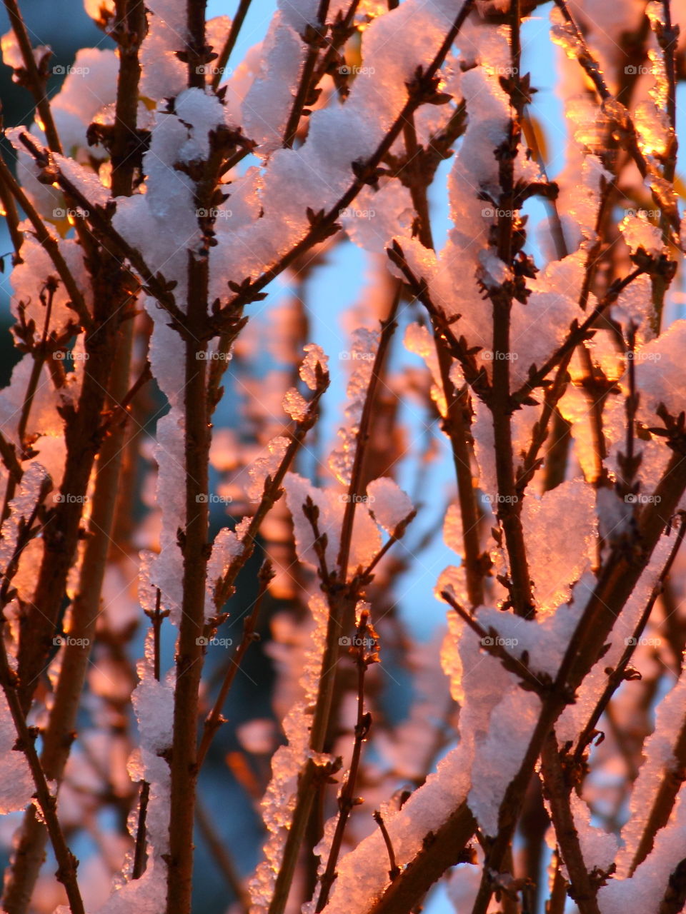 Close-up of frozen twig