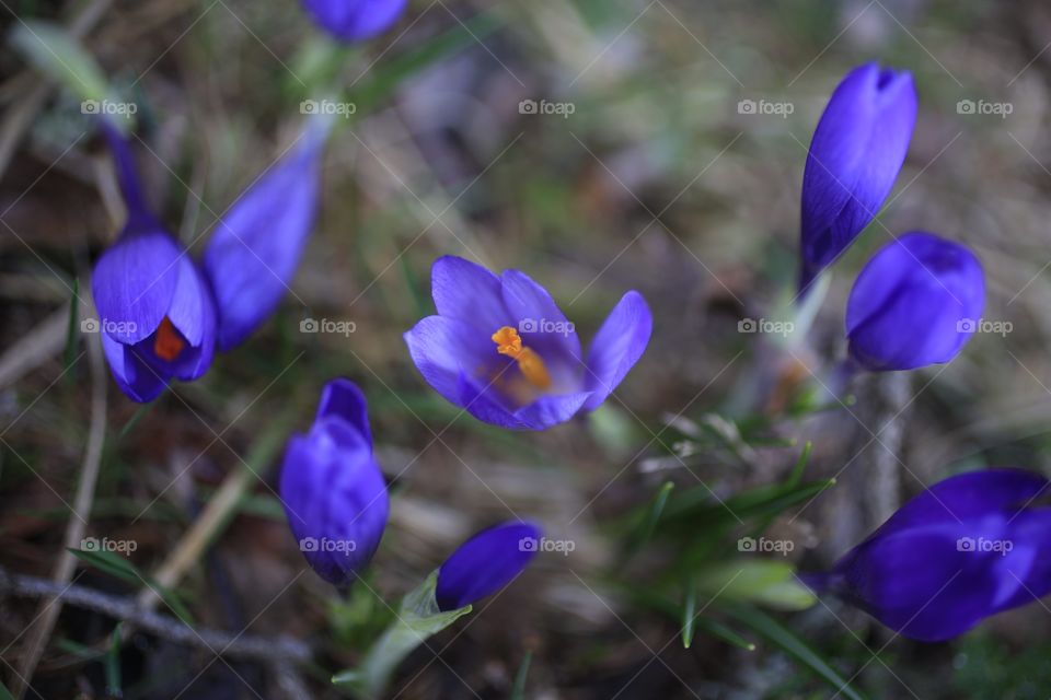 Beautiful blooming flowers in garden