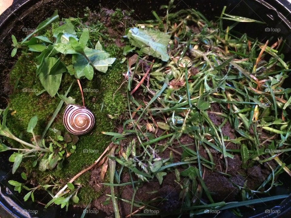 Garden snail 