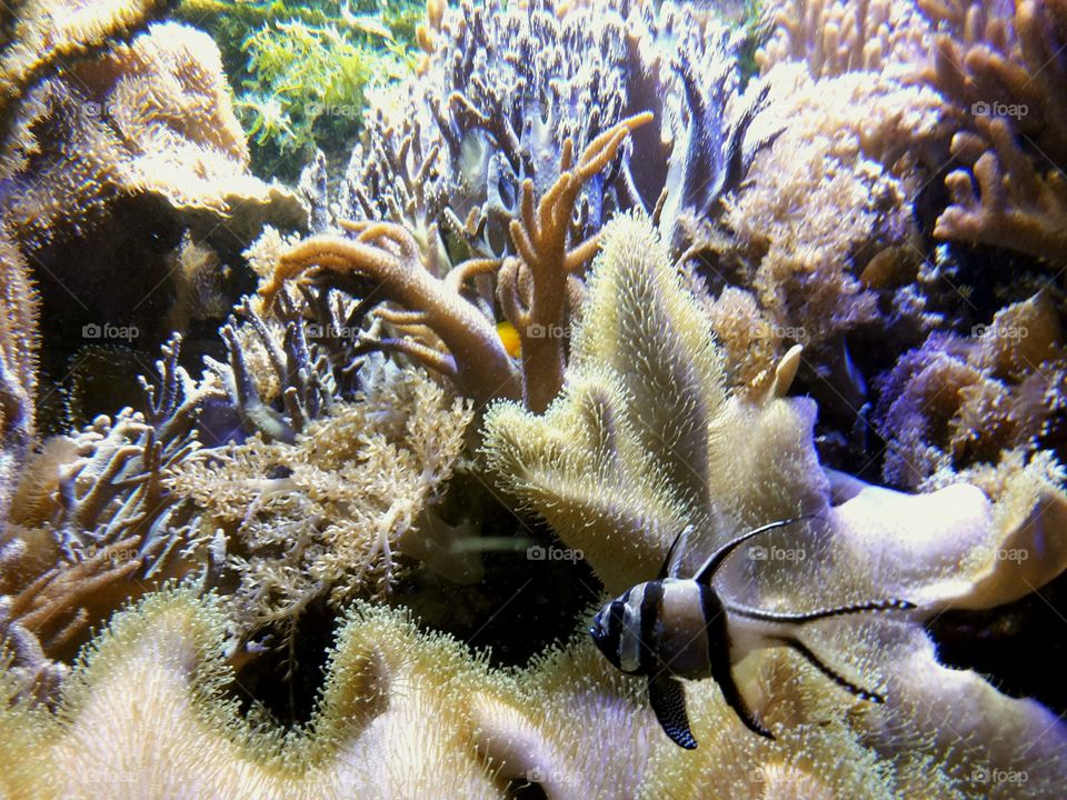 under water World with corals and a