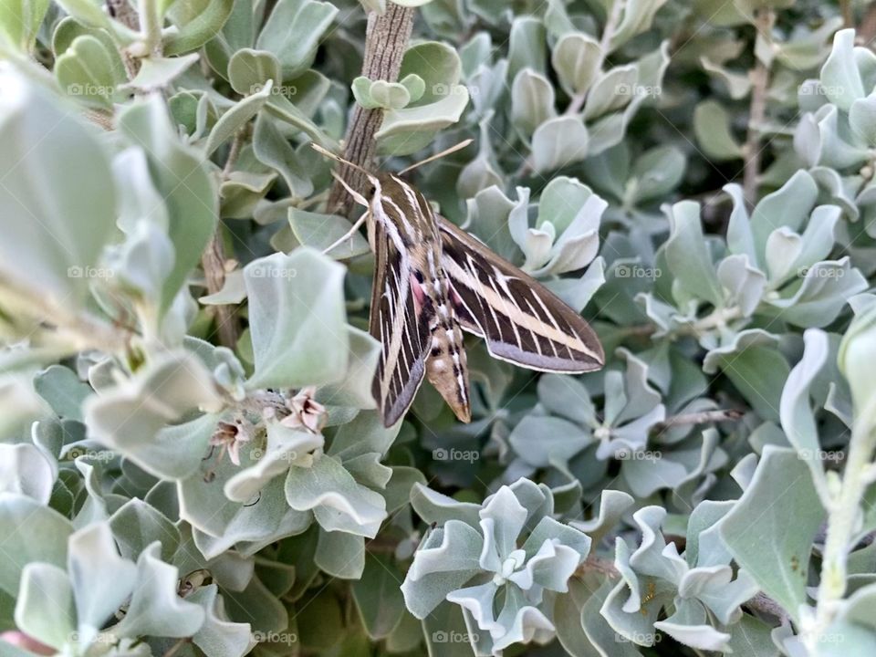 Nature and insects in the desert edited with iPhone 11 Pro