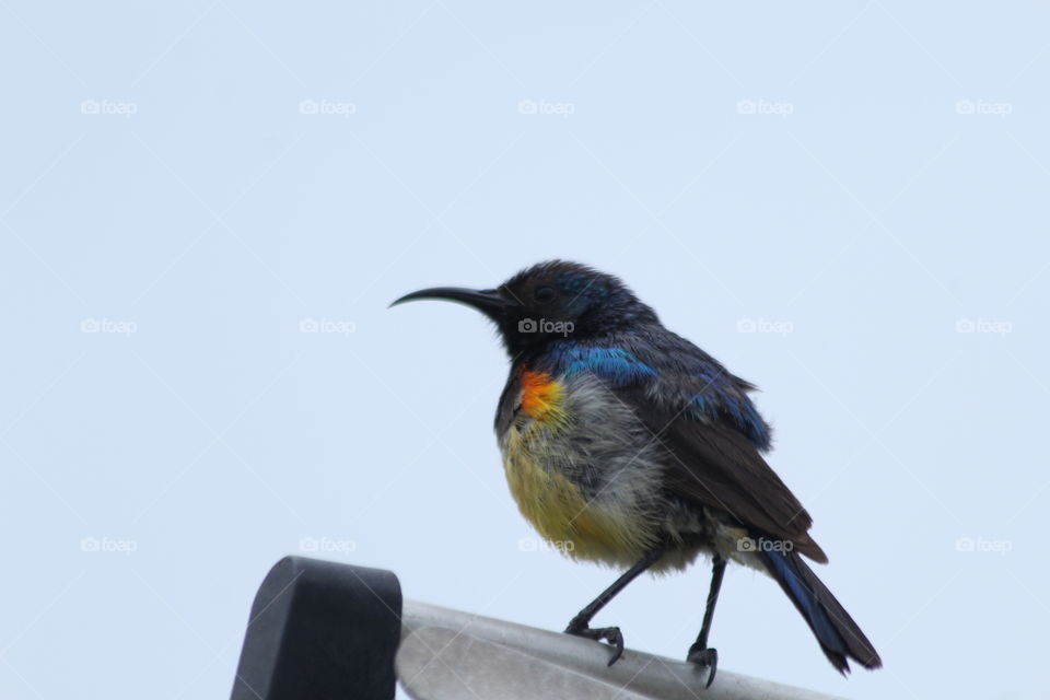 A humming bird resting on a TV antenna