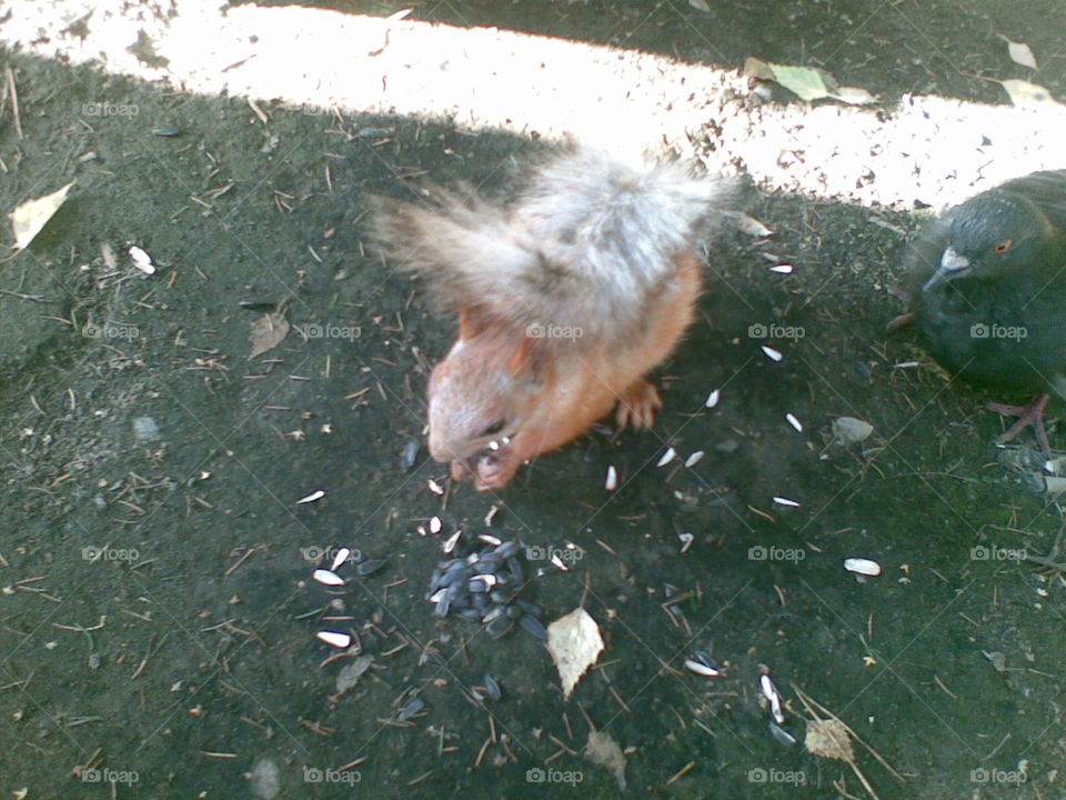 squirrel eats
