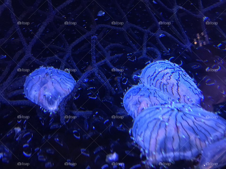 Jellyfish 