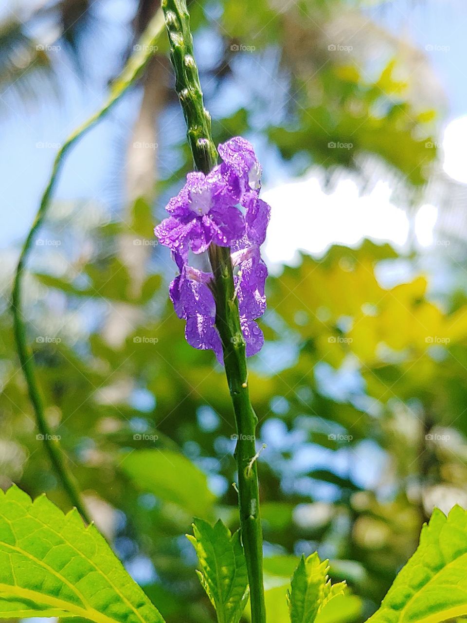 flowers captured