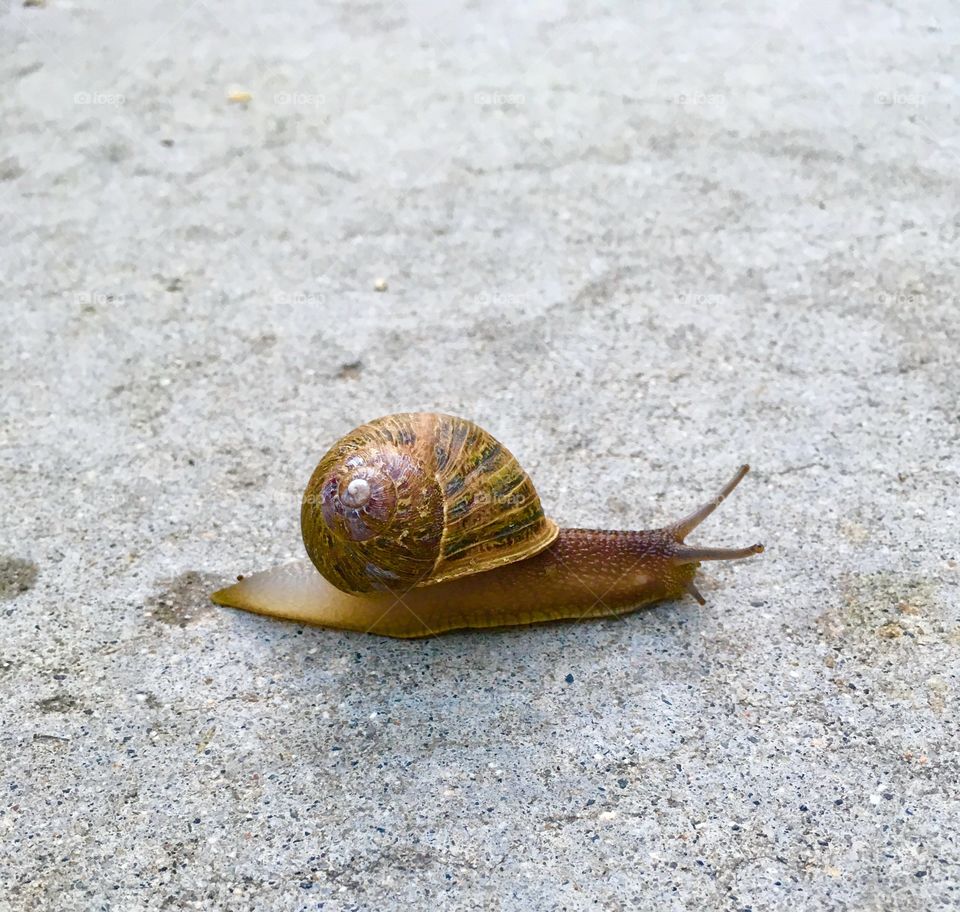 Snail