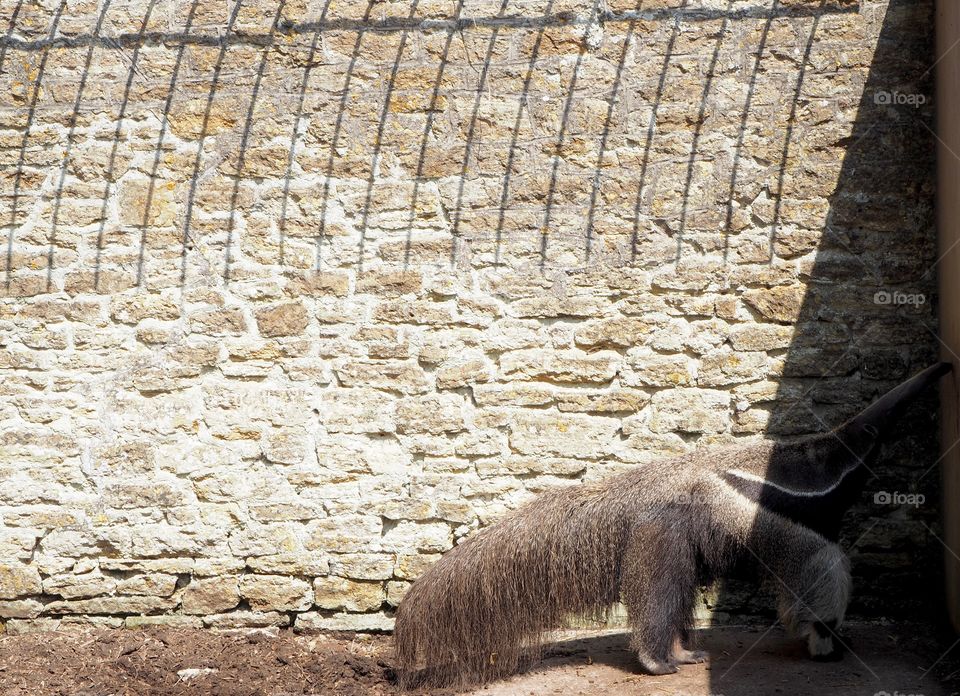 Anteater looking for food