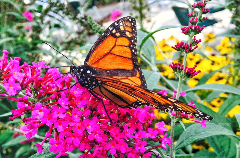 A butterfly enjoying his favorite drink
