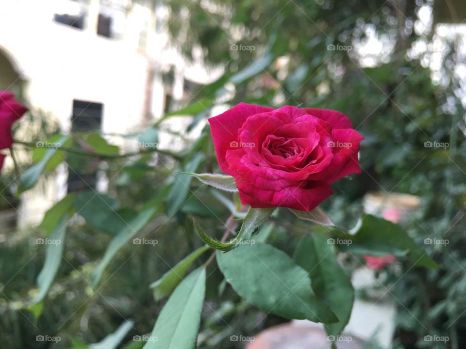 Rose 
