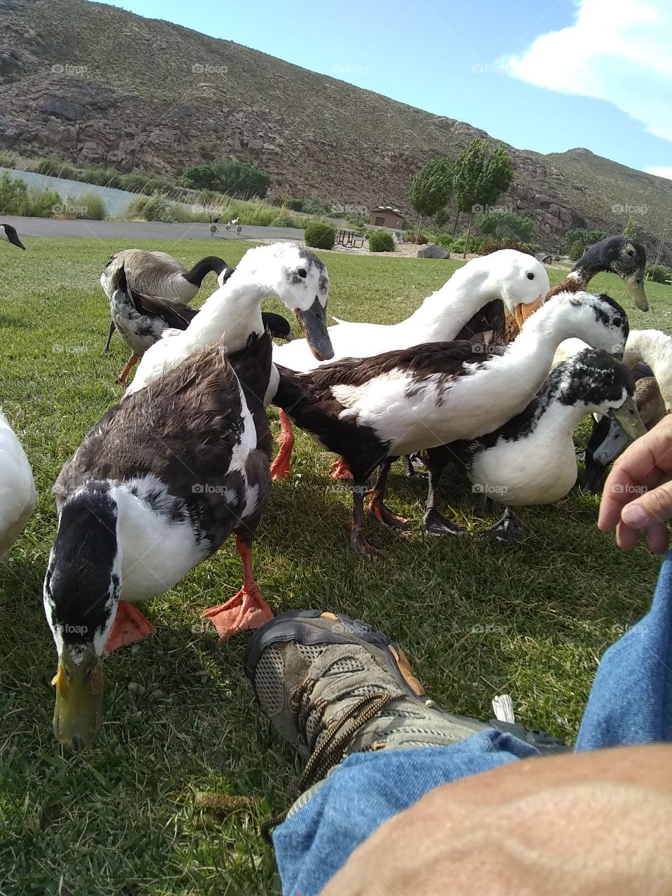 ducks