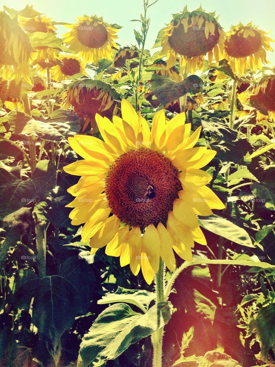 Sunflower field. Young sunflower standing in s field of ripe sunflowers