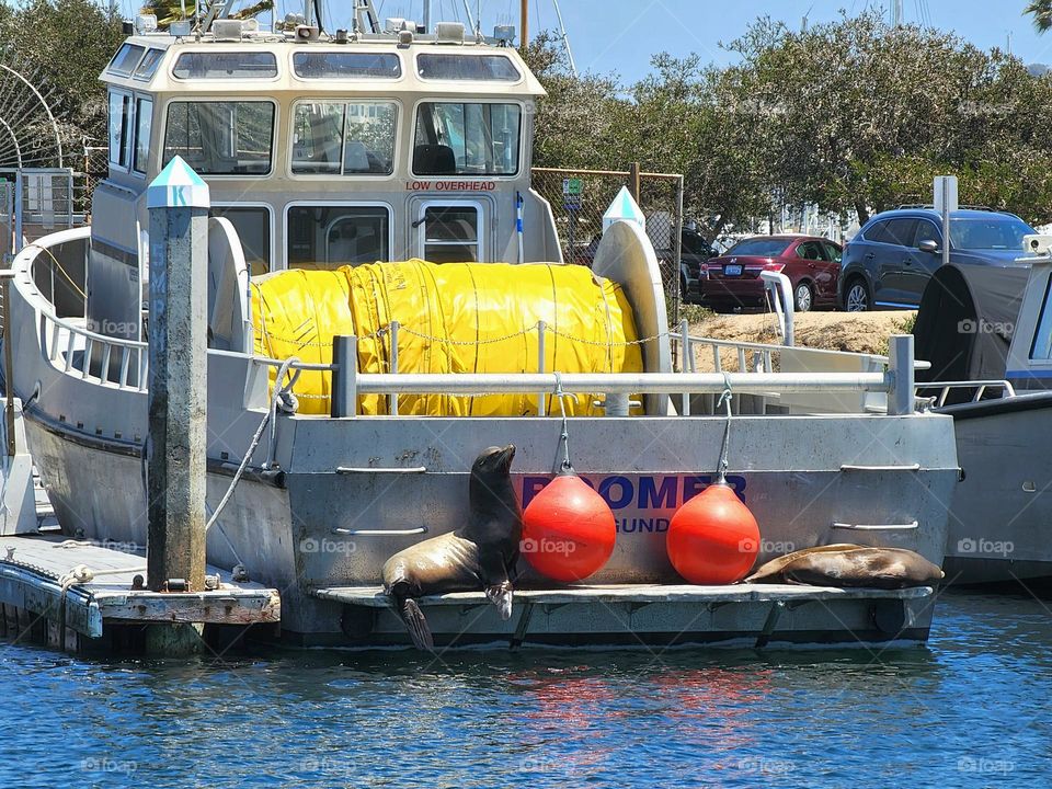 California Sea Lions sunbathe on the aft deck of a docked fishing boat in Southern California