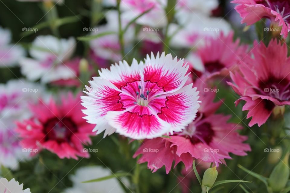 Everything About Flowers