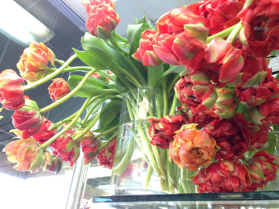 Bountiful Peony Tulips