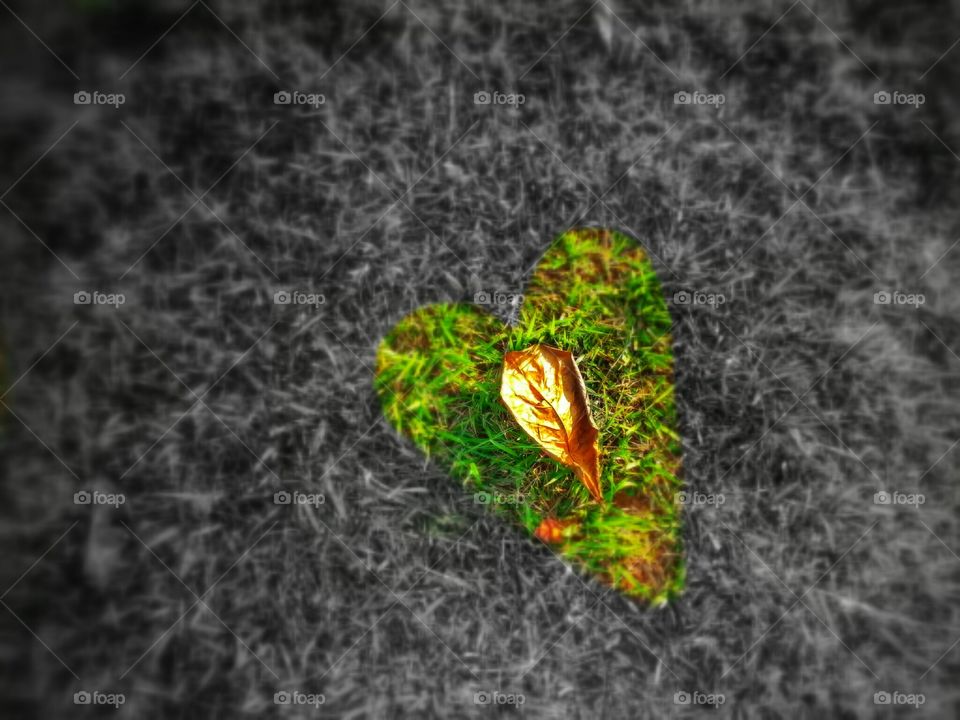 leaf heart green