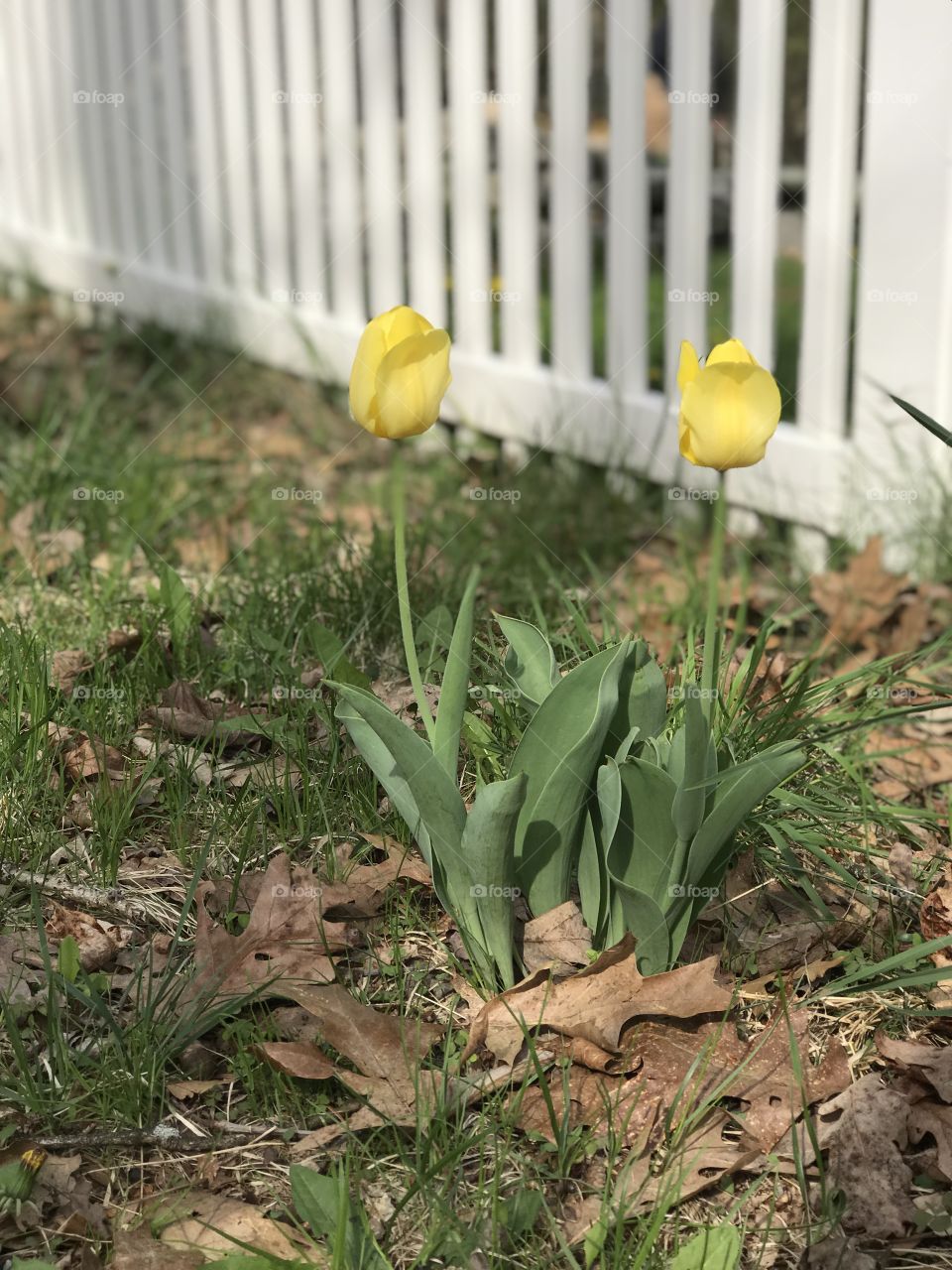 Grass, Garden, Nature, Flora, Flower