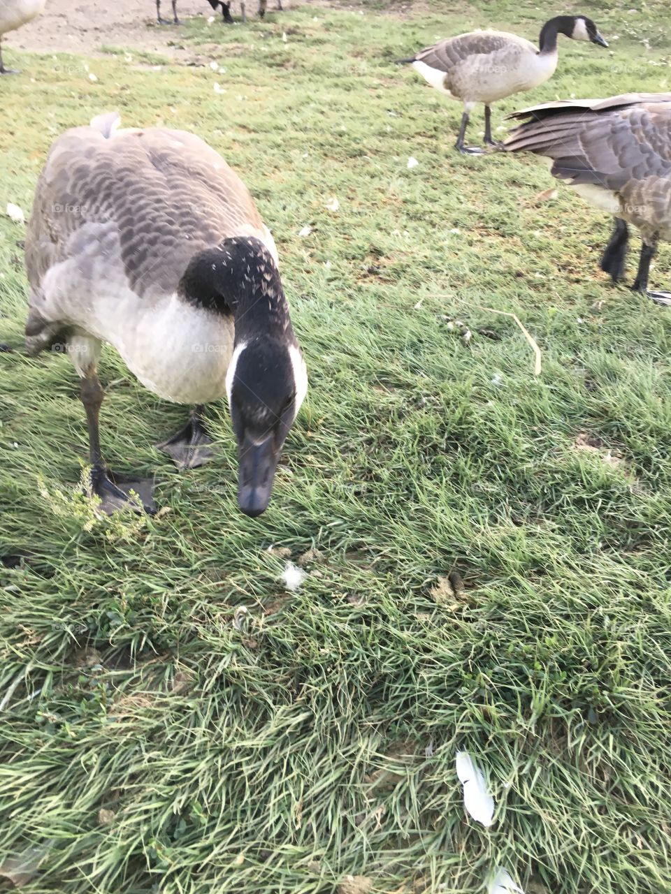 Canadian geese 