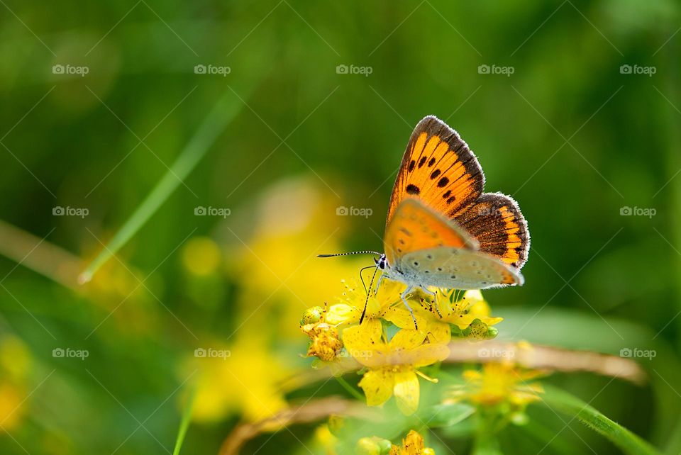 Beautiful butterfly on wild flower
