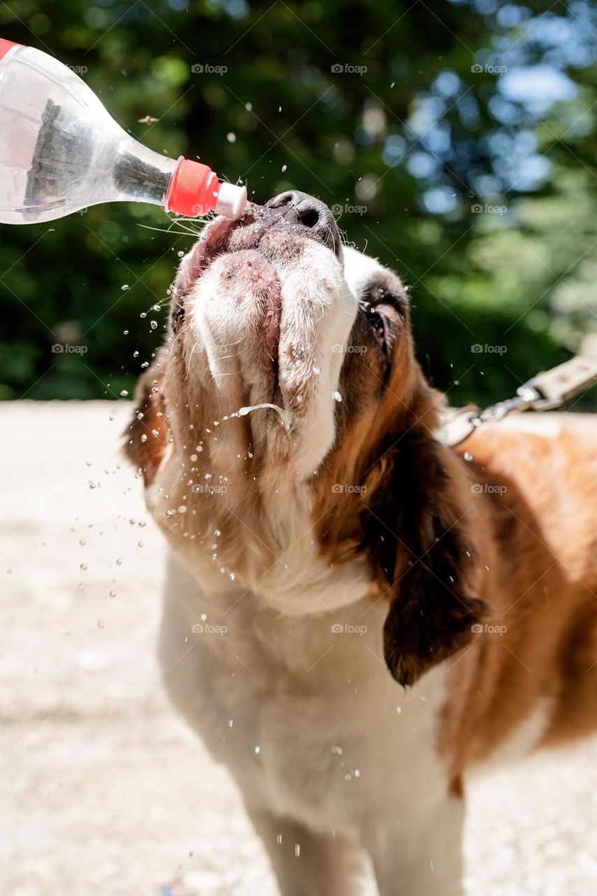 dog drinking water with splashes