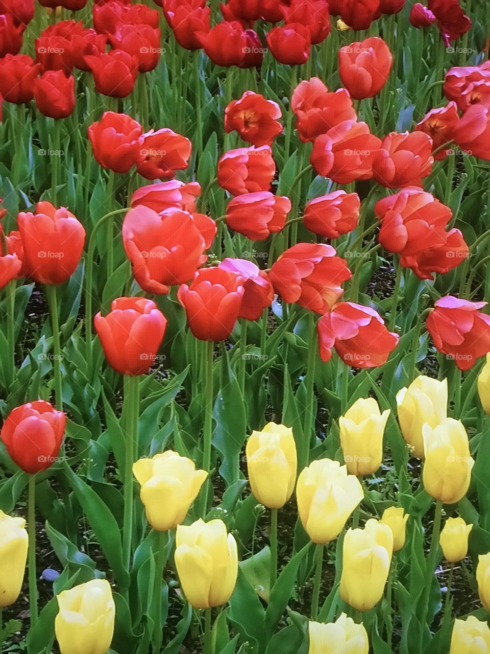 Tulip Gardens