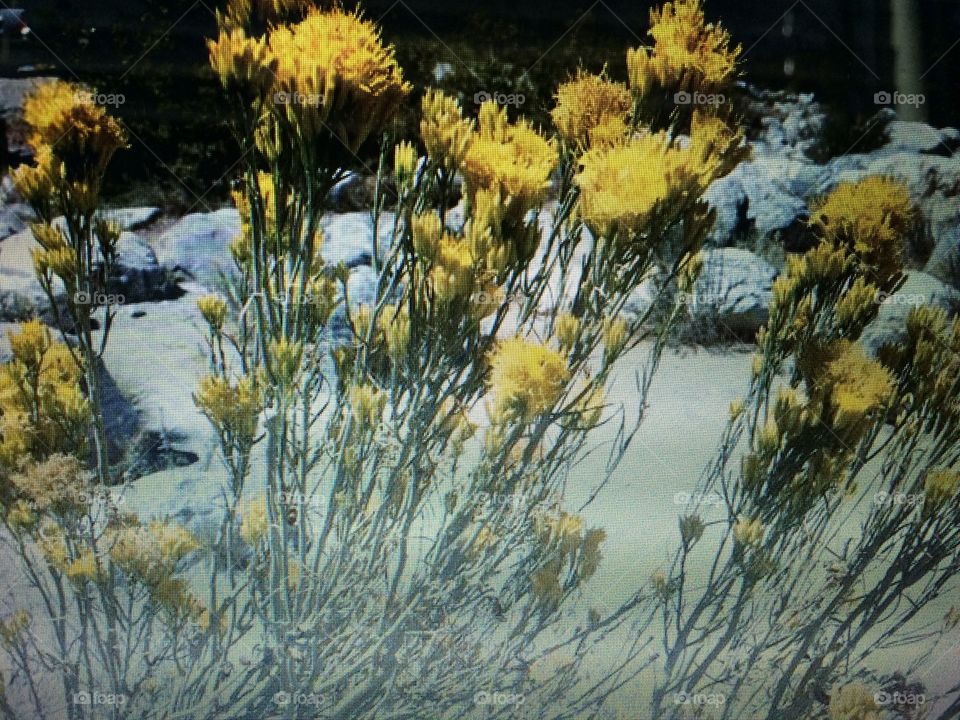 Yellow wild flowers 