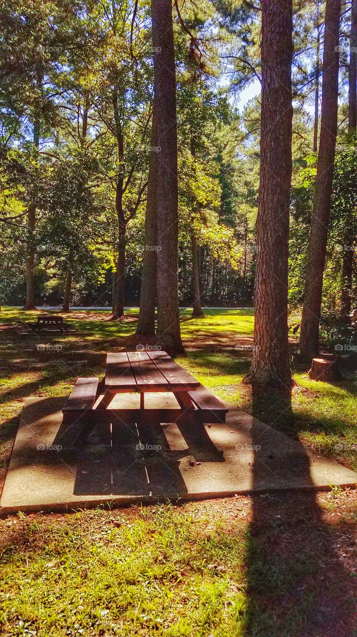 Scenic  table in the woods