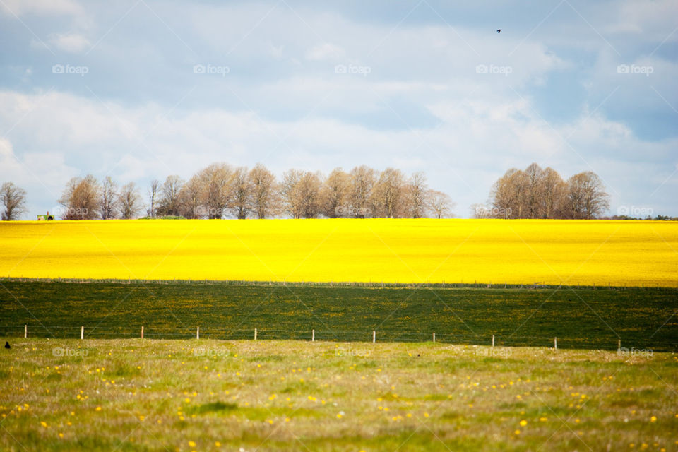 Rapeseed field