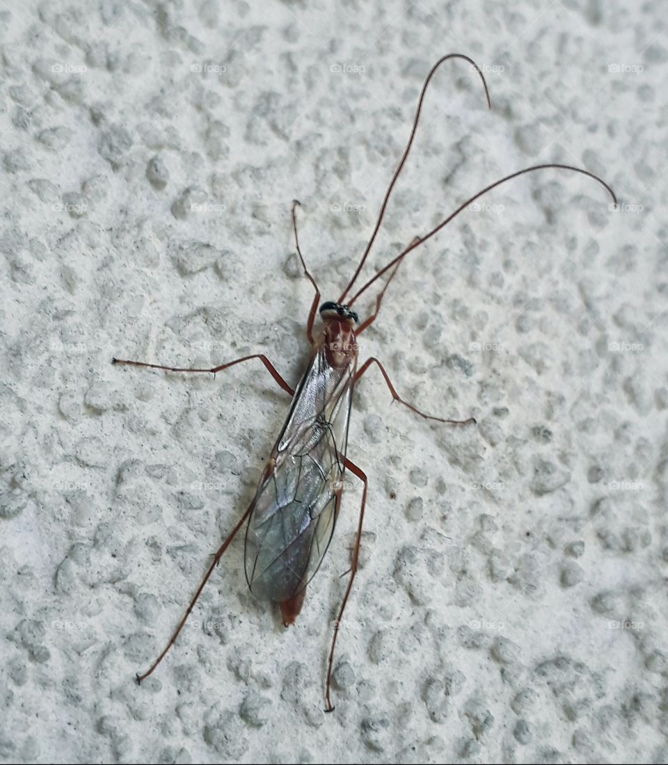 some bug with rainbow shiny wings on a wall