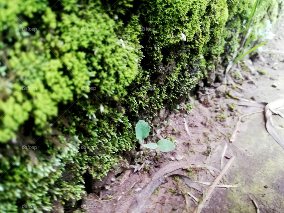 Green nature