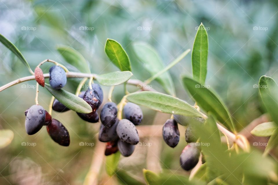 autumn olive