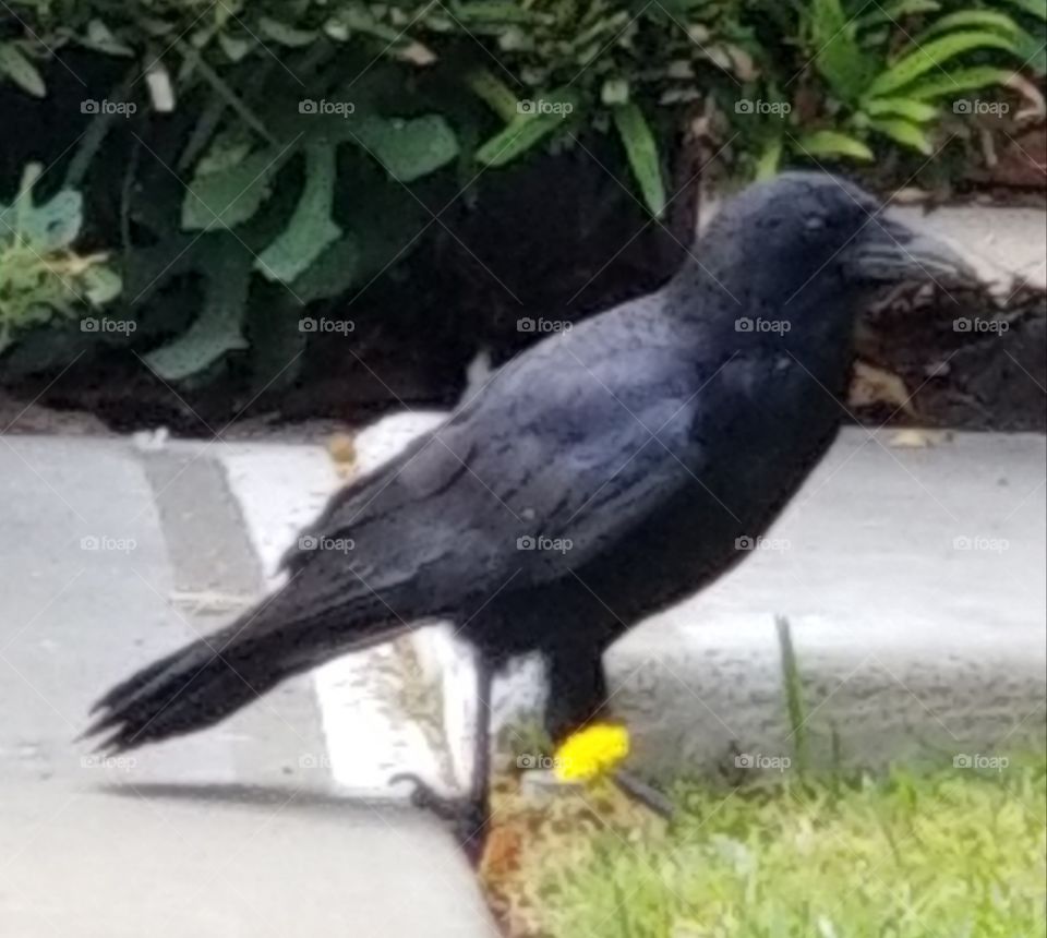 Mabon, my wild crow