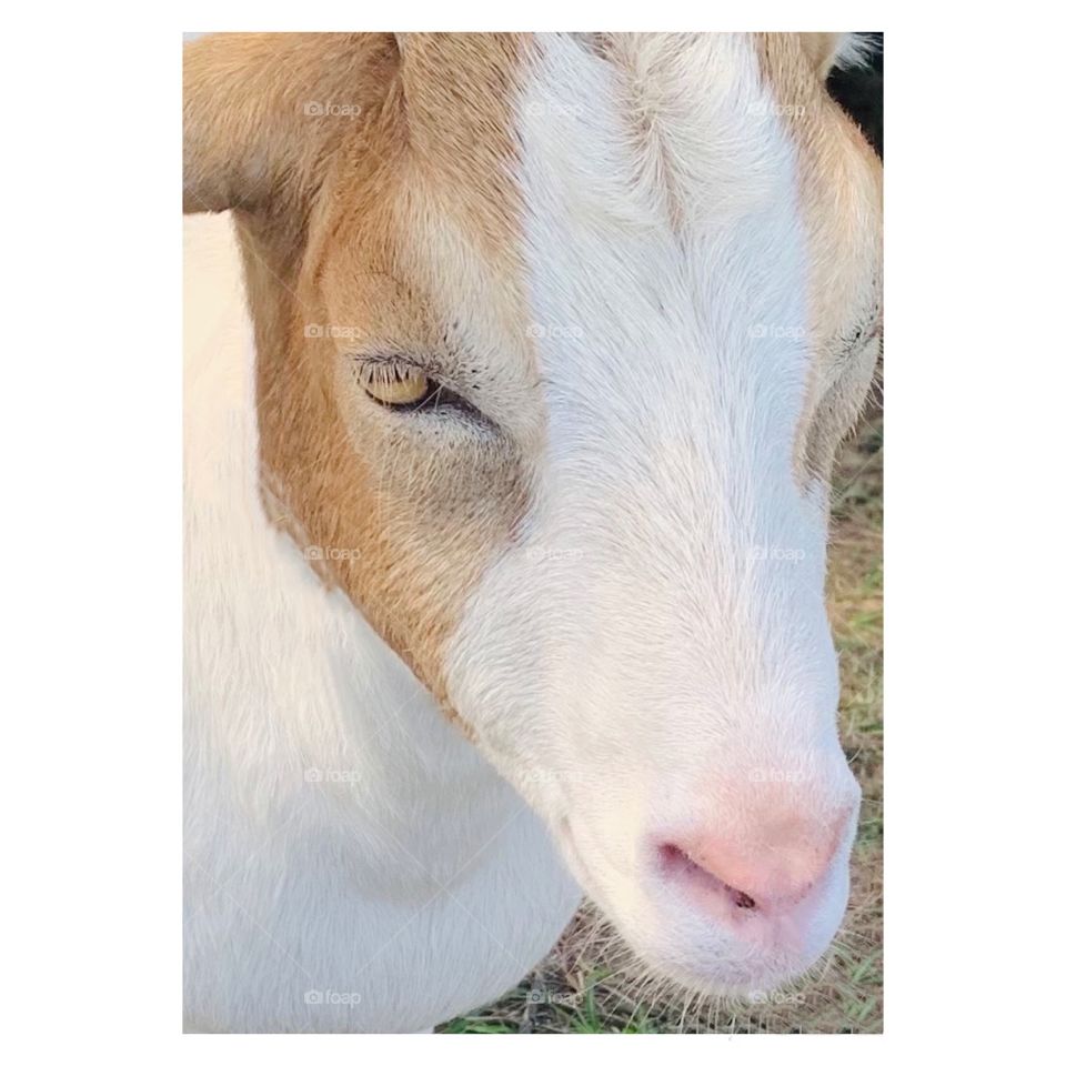 Goats on the farm - baby goats - Carmel colored goat with soft fur and beautiful eyes. USA, America - Hawaii 