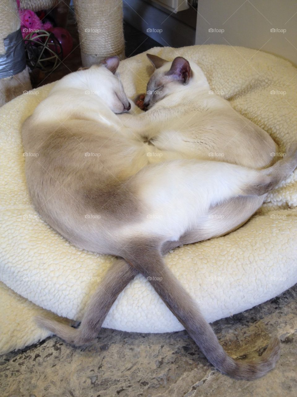 Siamese cats resting


