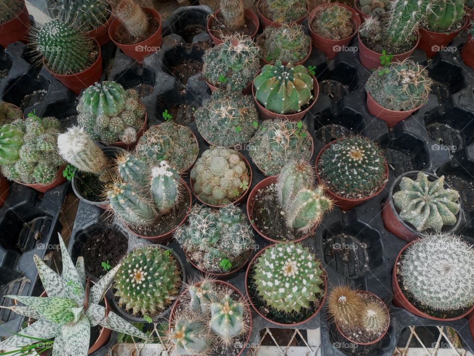 Plants Cactus