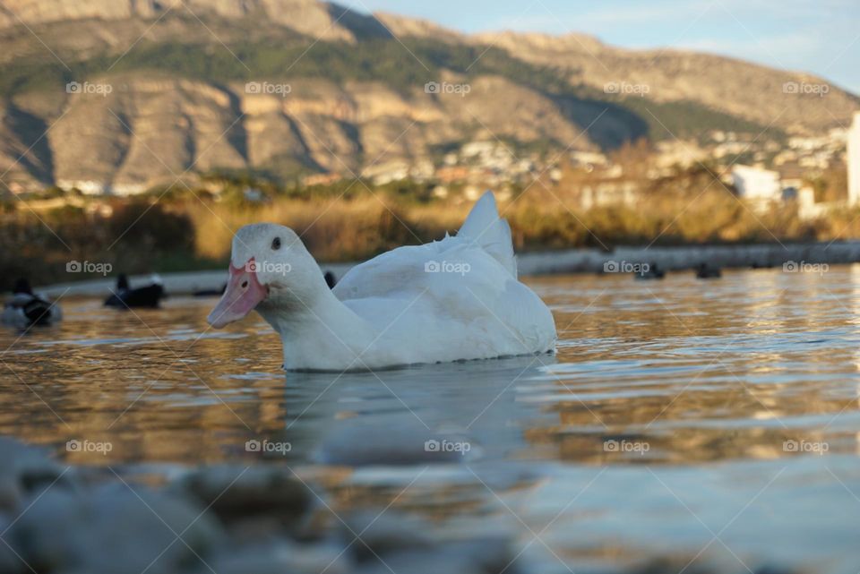 Duck#bird#lake#mountain