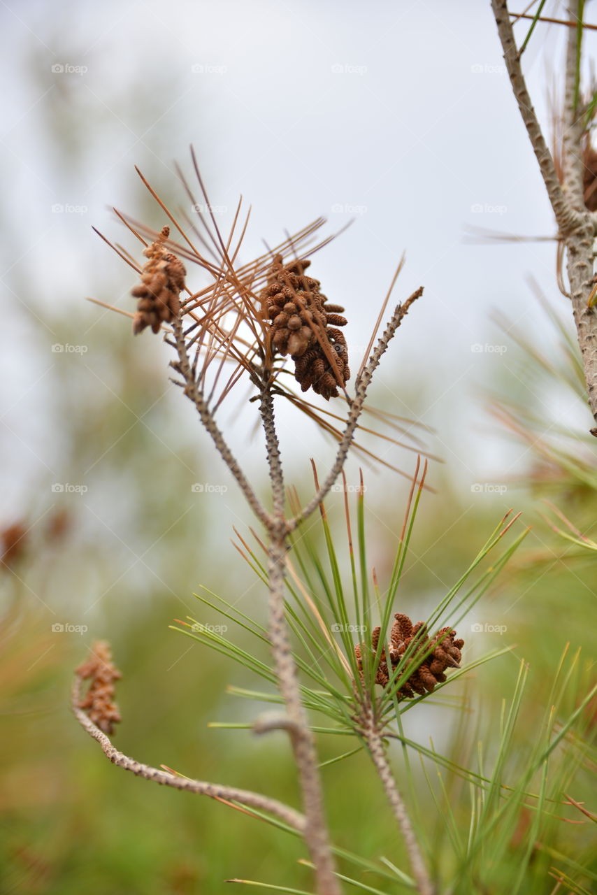 Dry leafs