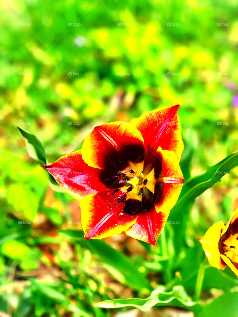 Beautiful tulip in Indiana 