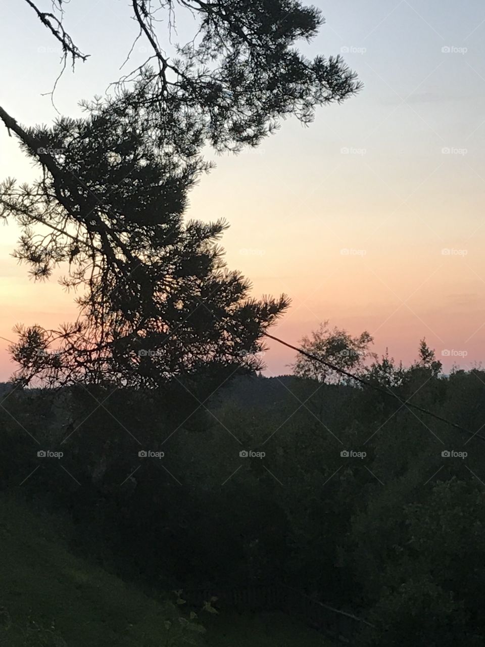 Branch hanging down over a nice background. In the background it’s yellow and pink.