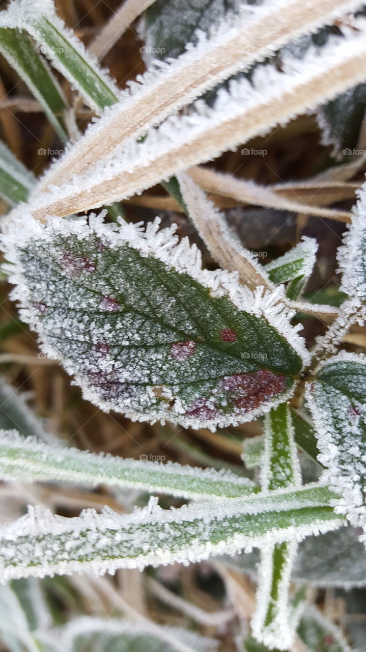 frosty  days