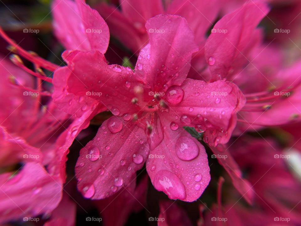 Azalea flowers after rain, close up 